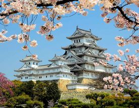 Япония: цветение сакуры и гора Фудзи