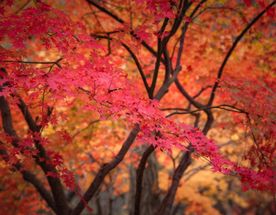 Красные клены и императорские дворцы