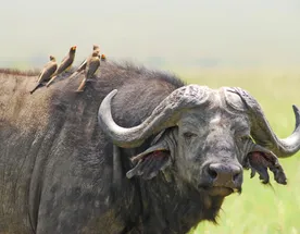 3-Day Maasai Mara Adventure: Group Joining Safari in a 4x4 Land Cruise