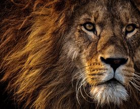 South Africa - Kruger Park 4 Days