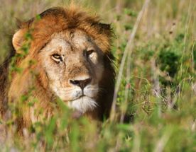 Классическое сафари в Танзании, 5 дней