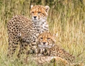 4 дня «Насладитесь коротким сафари по Танзании с комфортабельными номерами