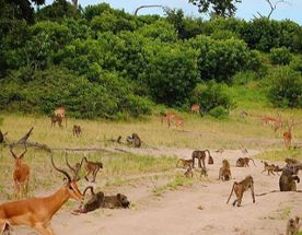 Эксклюзив на 5 дней: Серенгети, Нгоронгоро, Маньяра и Тарангире