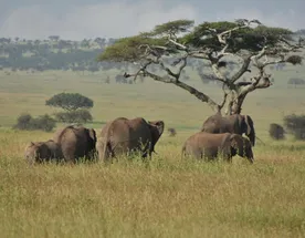6 дней в Серенгети, Нгоронгоро, Маньяре и Тарангире