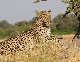 4-дневный тур по Масаи-Мара и озеру Накуру