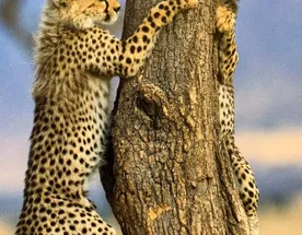 7-дневное групповое сафари в Кении — приключения в Масаи-Маре, Накуру, Найвашей и Амбосели