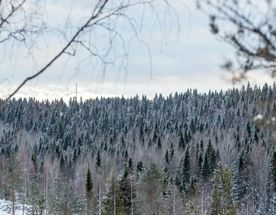 Невероятная Карелия: в Новый Год 2026 вокруг Ладоги