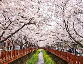 Южная Корея: Весенняя сакура