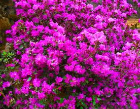 Цветение Маральника На Алте