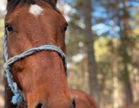 Конный тур Осень в Архызе