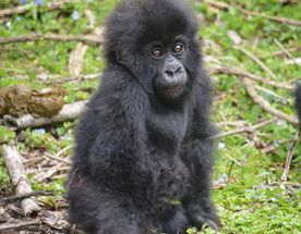 10-дневный тур по Руанде — приматы и сафари в Руанде