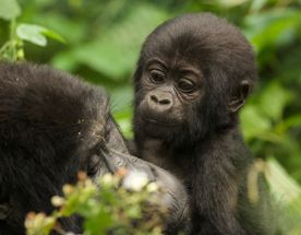 3 day Gorilla trekking Safari in Uganda