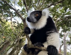 Мадагаскар. Маврикий