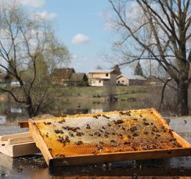 Башкирский мёд и кочевые цивилизации