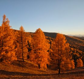 На поиски Черного Грифа. Алтай