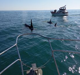 Морская прогулка к бухте Русская  длительность 10 часов на Камчатке