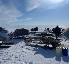 Чумовой Ямал: экспедиция к овцебыкам, мамонтам в горную тундру Полярного Урала