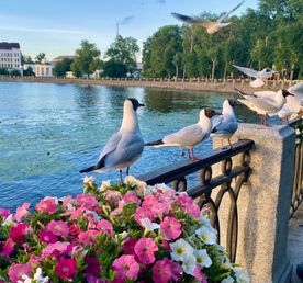 В средневековую сказку Выборга — города «трех корон»