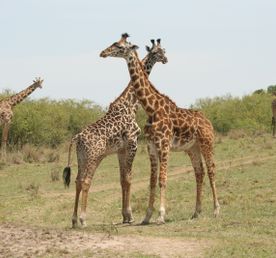 5-Day Ultimate Kenya Safari – Maasai Mara, Lake Nakuru & Lake Naivasha