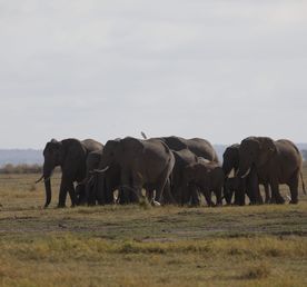 3 Days Kilimanjaro & Giants Amboseli Safari