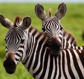 From Zanzibar: Mikumi day safari with flights & transfer