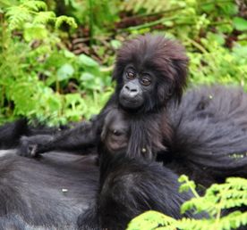 2-Day Gorilla Trekking Safari to Bwindi Impenetrable National Park