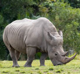 3 Day Murchison Falls & Ziwa Rhino Three-Day Safari
