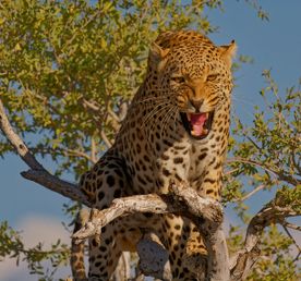 6 Days Budget Uganda Wildlife Safari – Murchison Falls, Queen Elizabeth & chimps