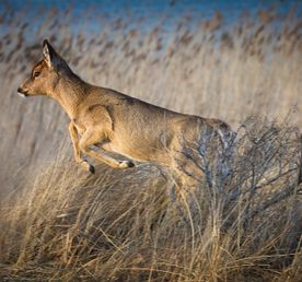 4 Days Uganda Wildlife in Queen Elizabeth National Park