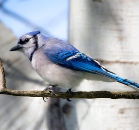 10-Day Uganda Birding Adventure Safari