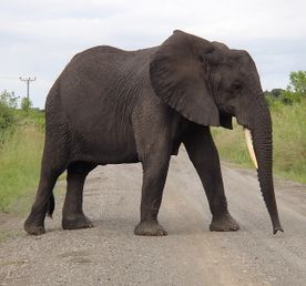12-Day Active Senior Uganda Primate & Wildlife Safari