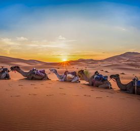 Desert Dreams & Imperial Cities: 8 Days Across Morocco