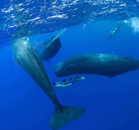 Сокровище Маврикия-Горбатые Киты И Кашалоты