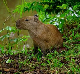 Amazon Adventure in Yasun  8 Days