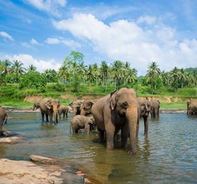 Золотое кольцо Шри-Ланки