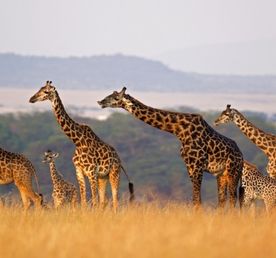 Другая Африка - Кения-Танзания-Занзибар