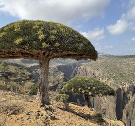 Идеальный тур на Сокотру 7 дней. Обновленный для рейсов из Джидды.