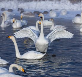 Тайны снежного Алтая: Чемал, Чуйский тракт до Алтайского Марса