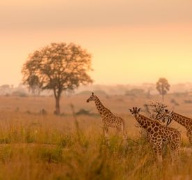 Сафари-квартет в четырёх национальных парках Уганды