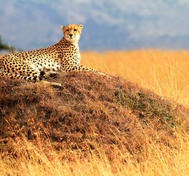 Тайны Долины Кидепо