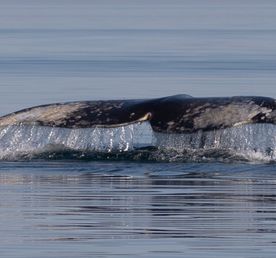 На Край Света (Мыс Дежнева, китобои и оленеводы Чукотки)