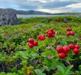 Териберка, киты и Хибины на Кольском за 4 дня