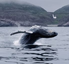 В поисках Китов и Северного сияния: загадочная Териберка