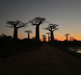 Мадагаскар - страна лемуров и баобабов