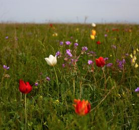 Два степных заповедника и уникальная Калмыкия