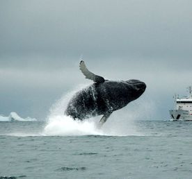 Киты. Поиск морских гигантов и невероятная Териберка