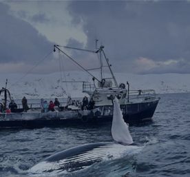 Морское приключение : в поисках морских жителей