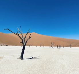 Идеальный тур по Намибии: пустыни, океан, животные