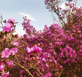 Весна в сердце алтайских гор