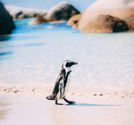 Юар для гедонистов и визуалов